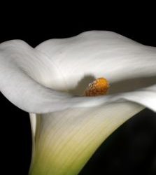 Calla Lily