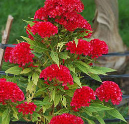 Celosia