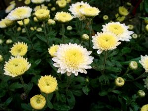 Chrysanthemum