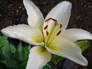 Lilium
