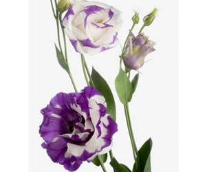 Lisianthus