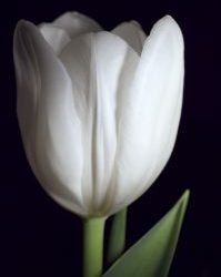 Tulip